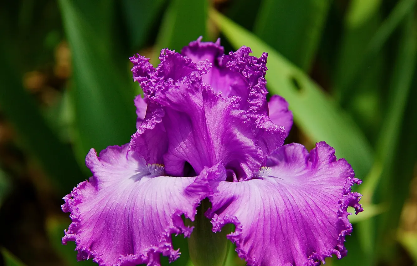 Photo wallpaper flowers, background, iris