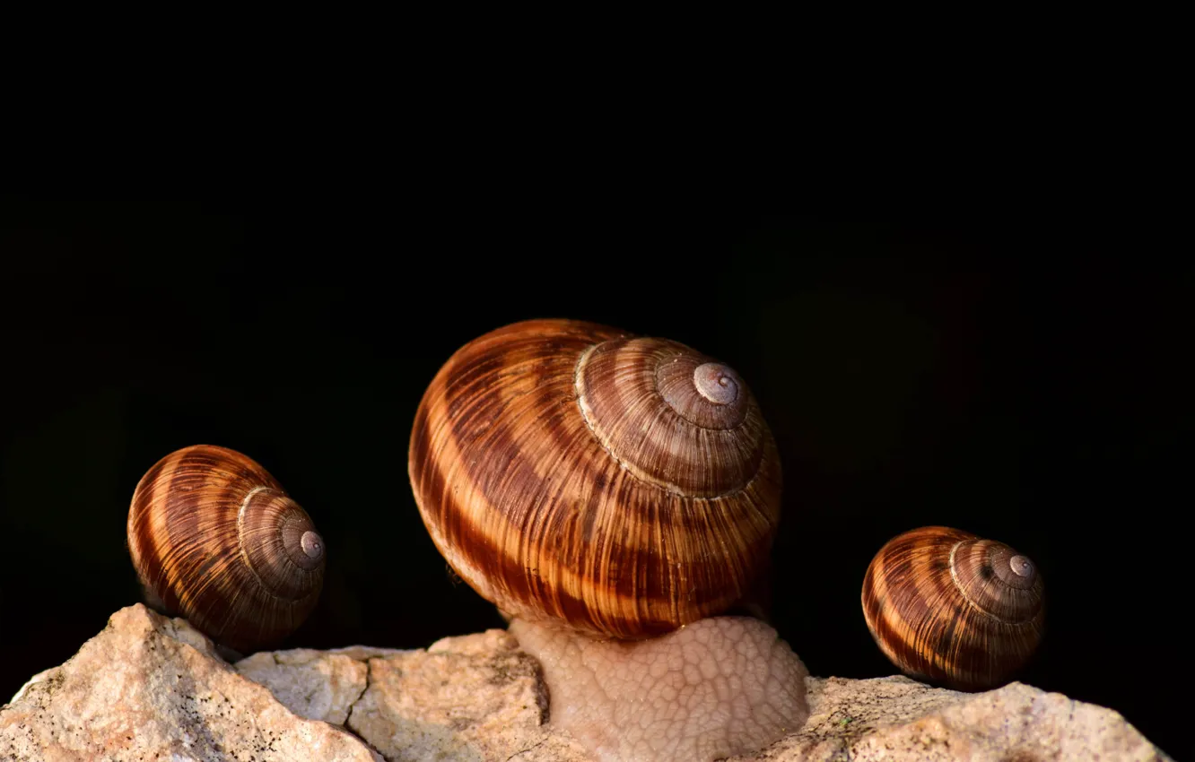 Photo wallpaper landscape, rocks, shells, snails
