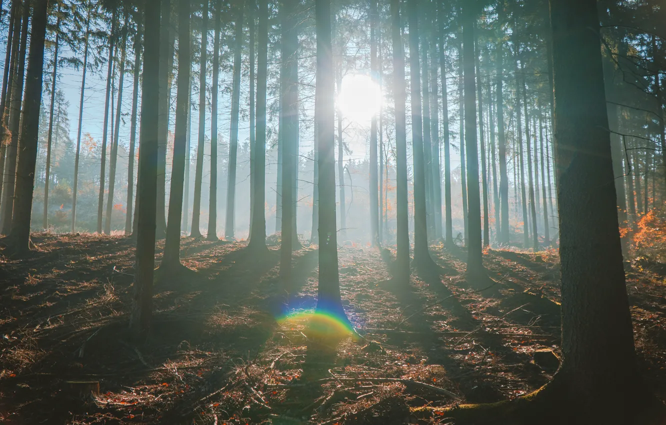 Photo wallpaper autumn, forest, the sun, rays, light, branches, fog, glare