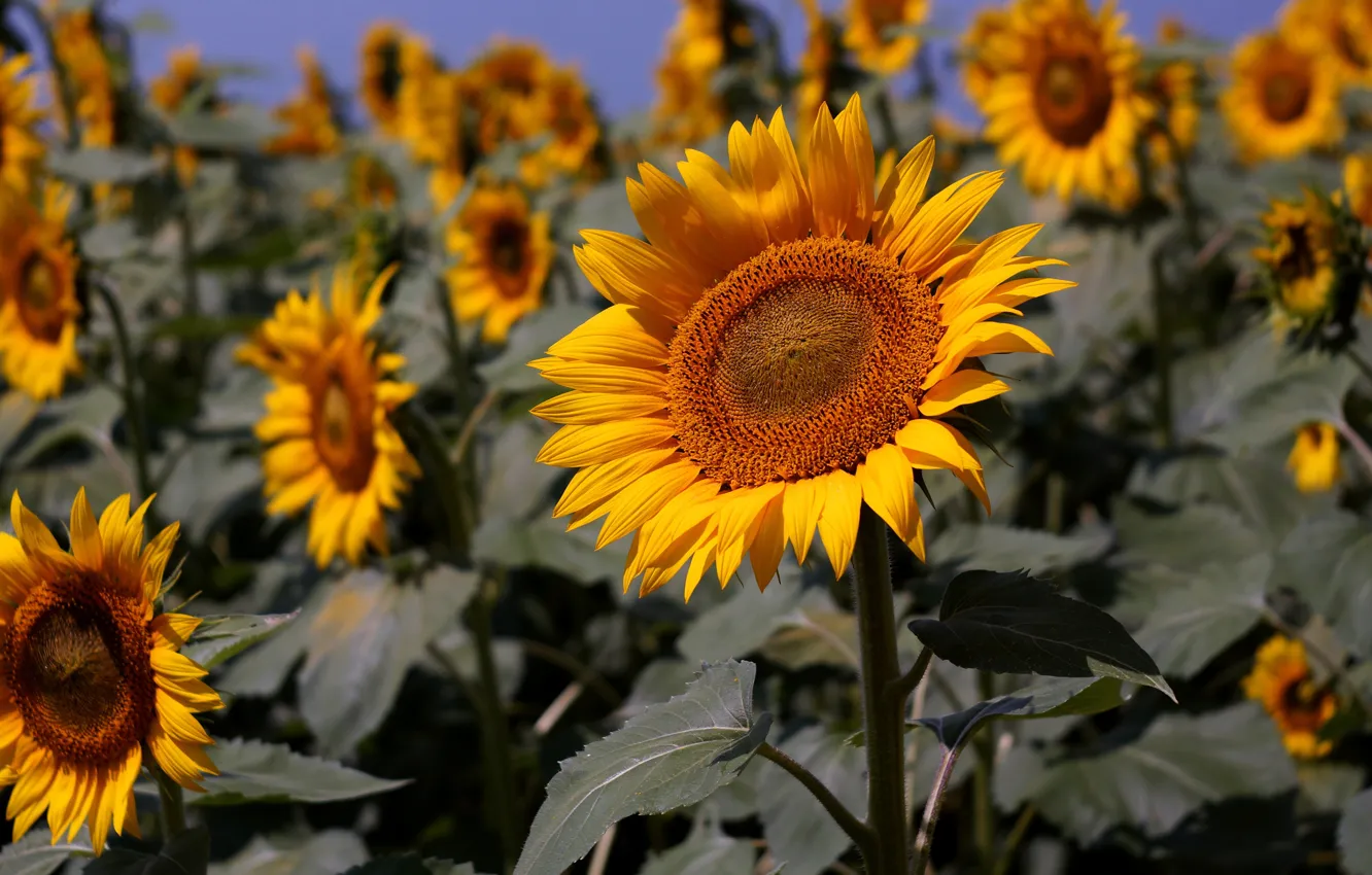 Photo wallpaper field, summer, sunflowers, flowers, yellow, a lot, field of sunflowers