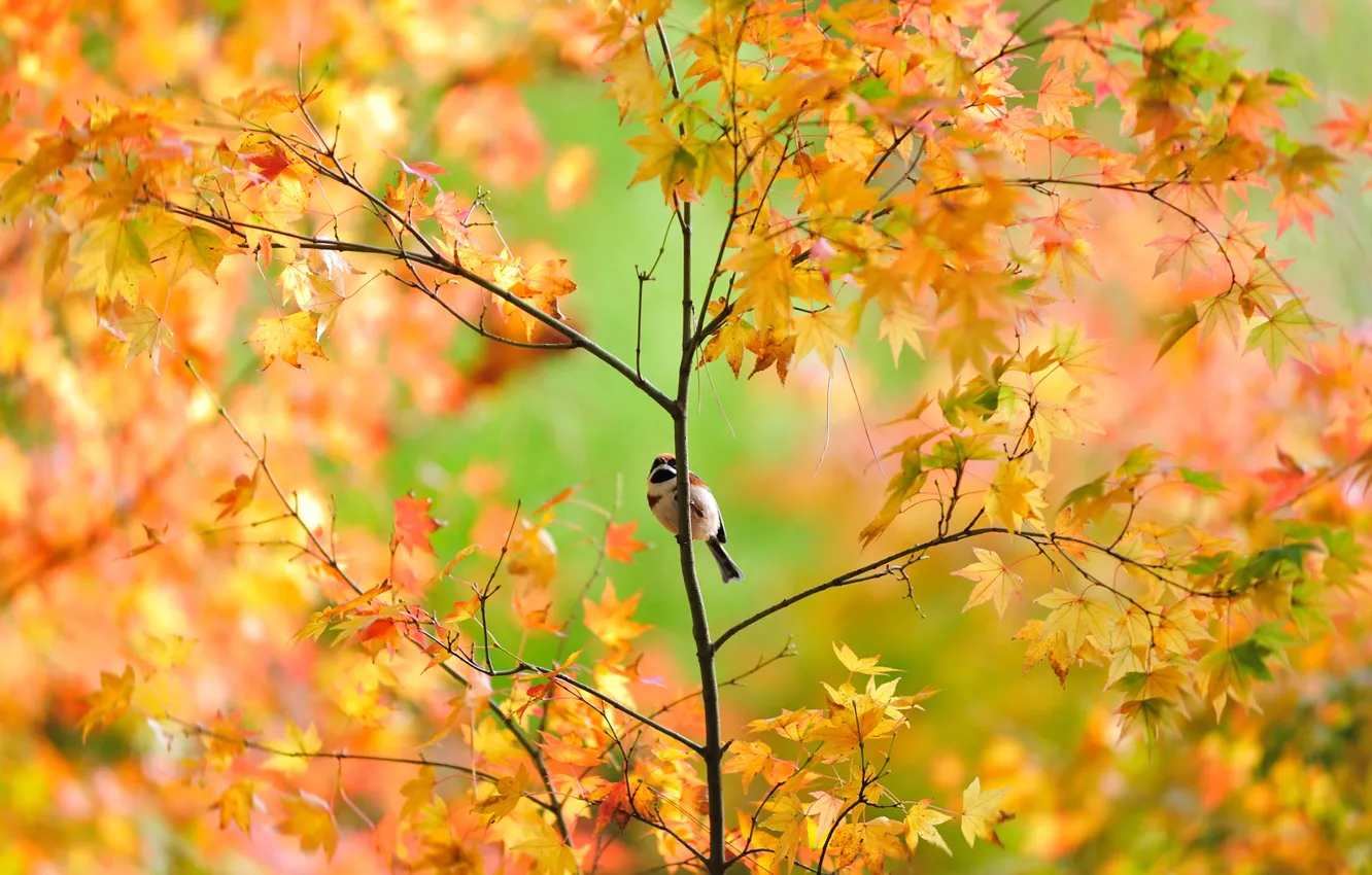 Photo wallpaper autumn, trees, foliage, Sparrow, bird, maple, Japanese