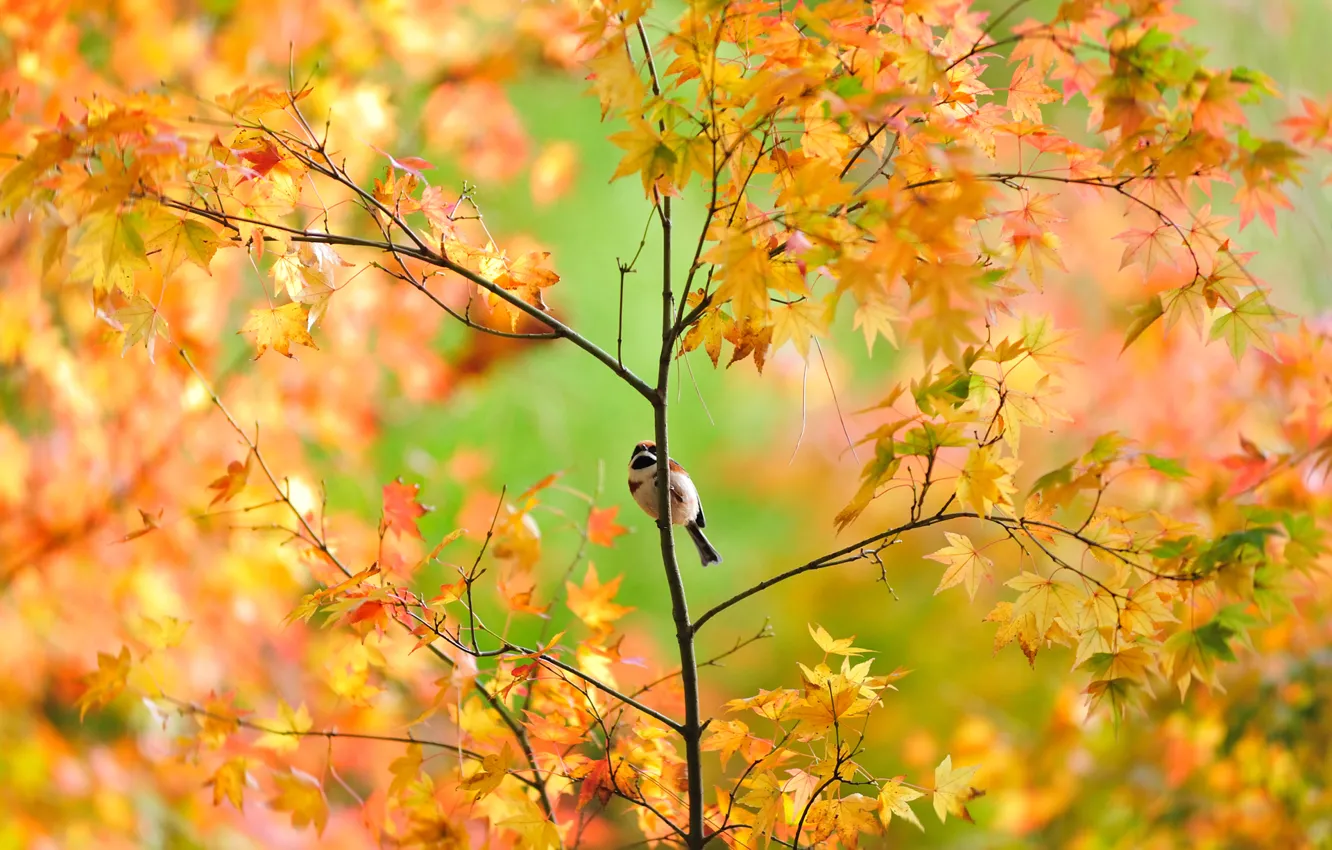 Photo wallpaper autumn, tree, foliage, Sparrow, maple, bird, Japanese