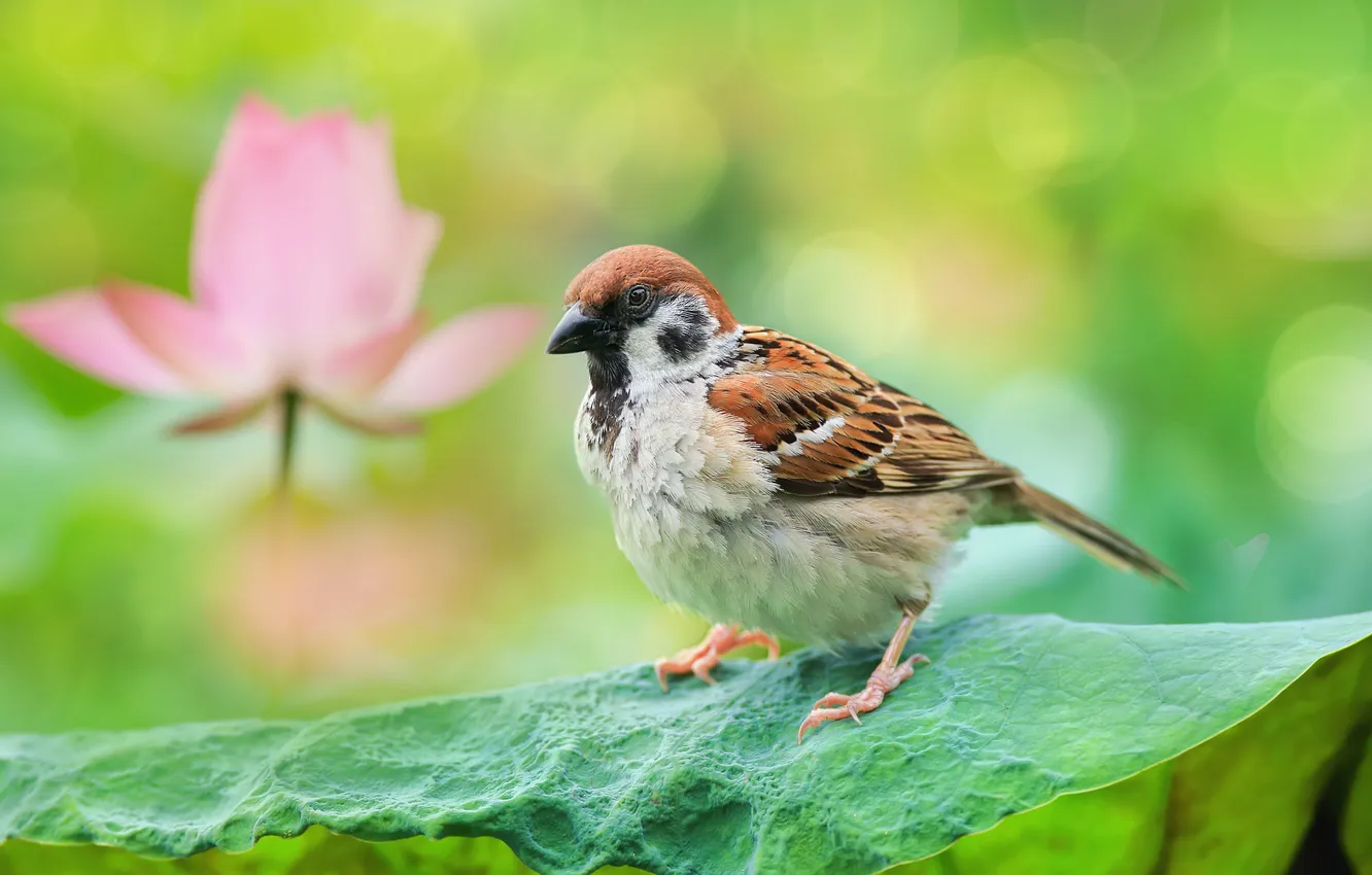 Photo wallpaper flowers, bird, Sparrow, Lotus, bokeh