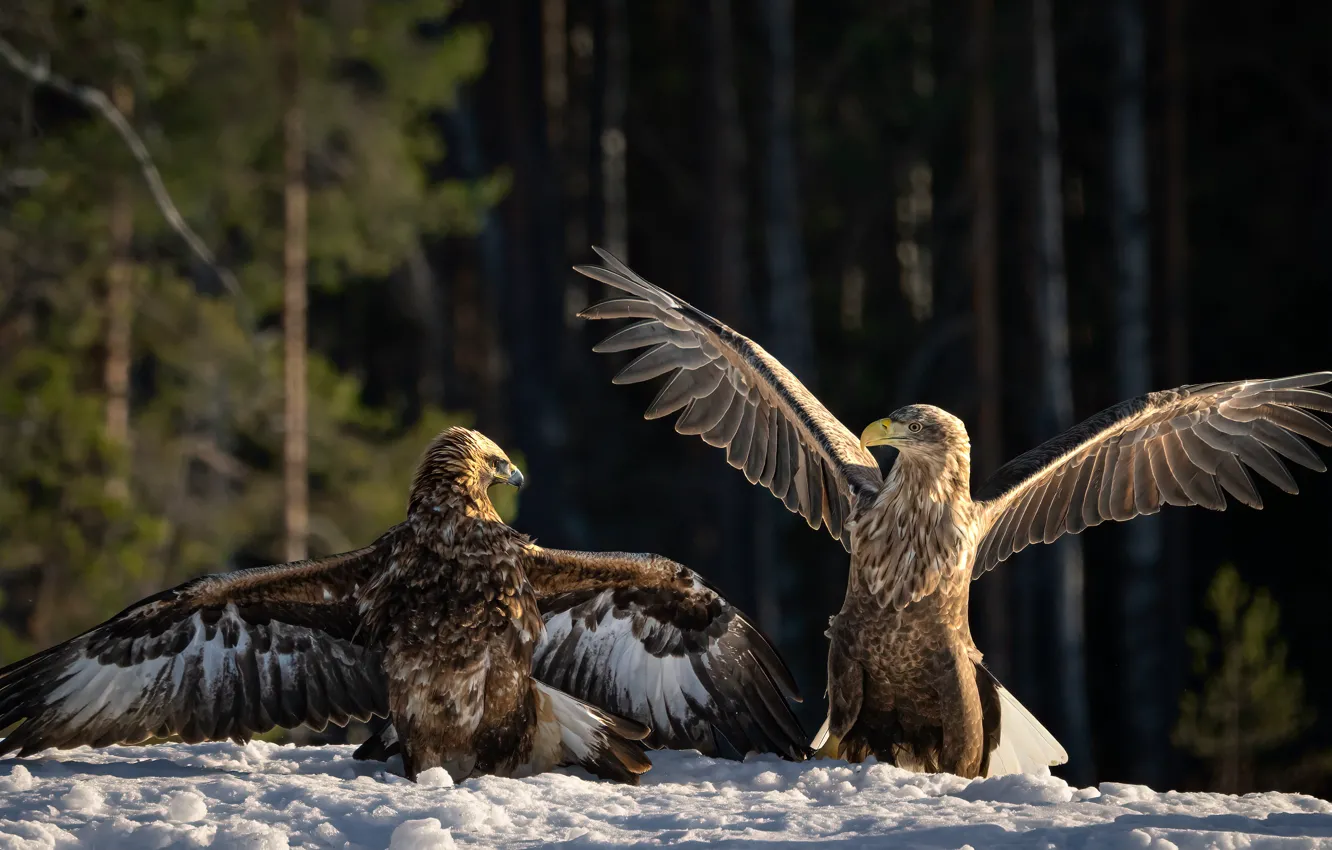 Photo wallpaper winter, forest, snow, the dark background, bird, eagle, Eagle, two birds