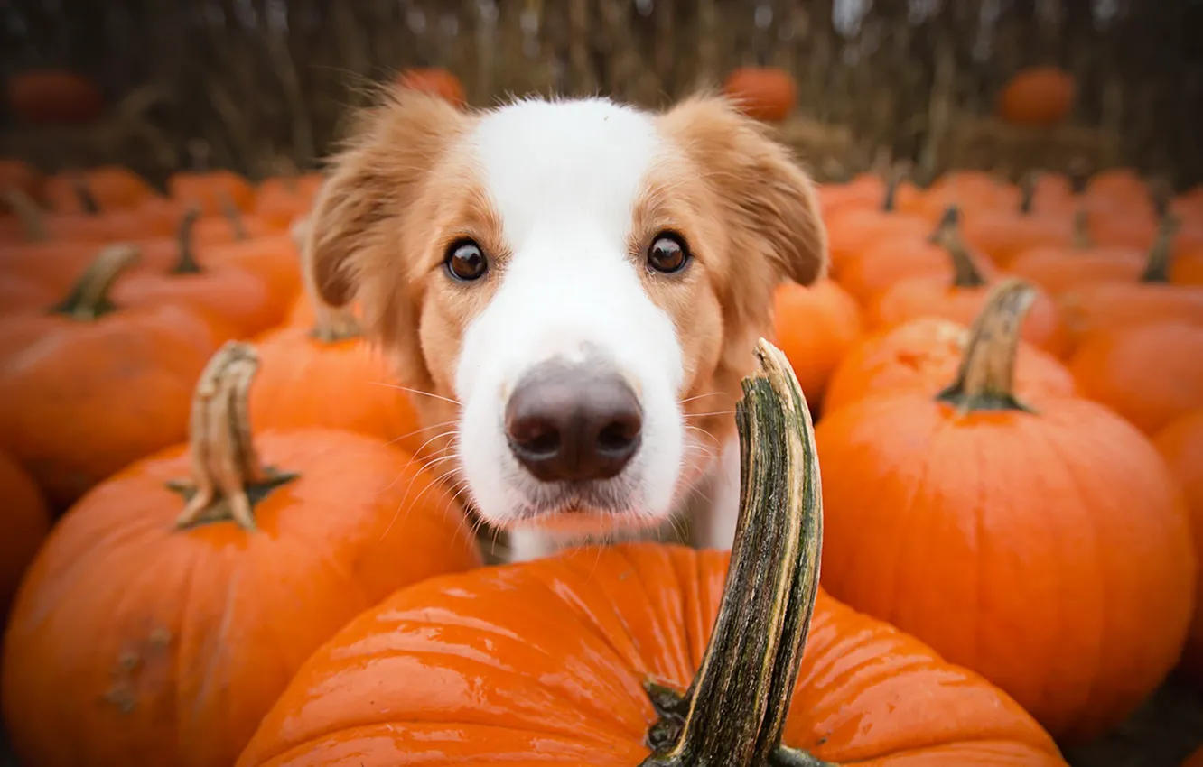 Photo wallpaper each, dog, pumpkin