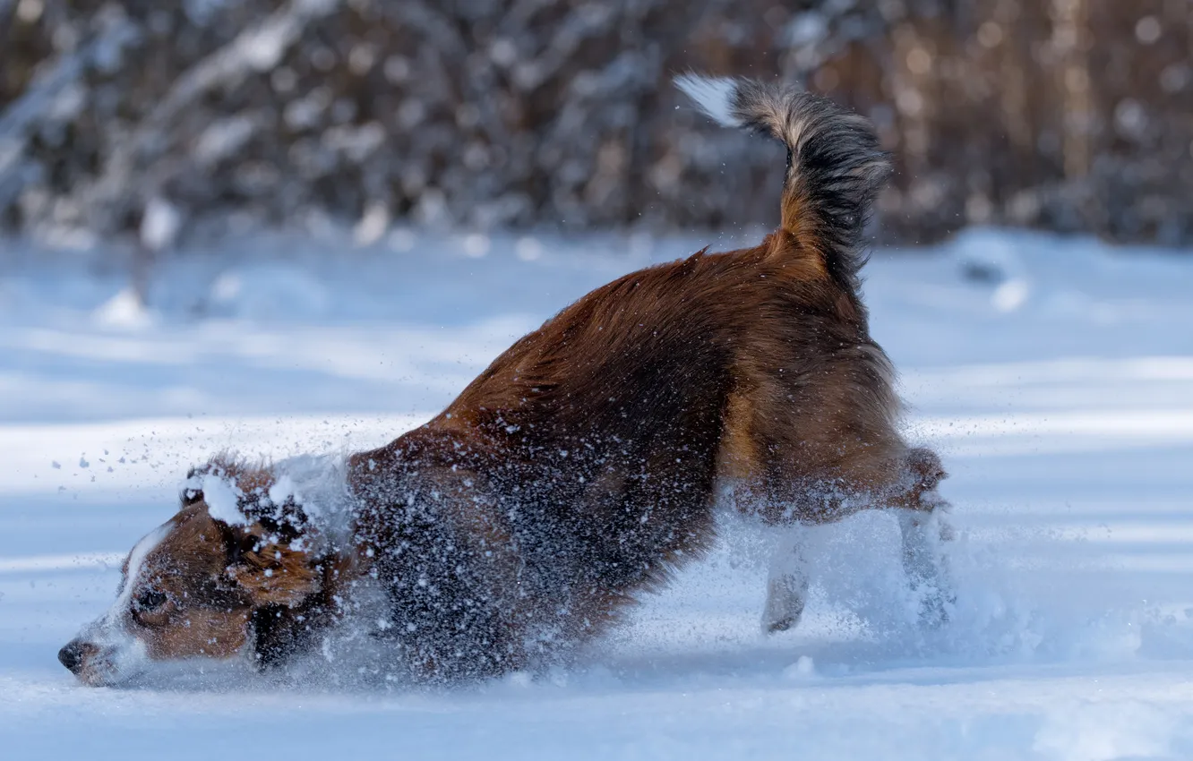 Photo wallpaper winter, snow, dog, burrowing