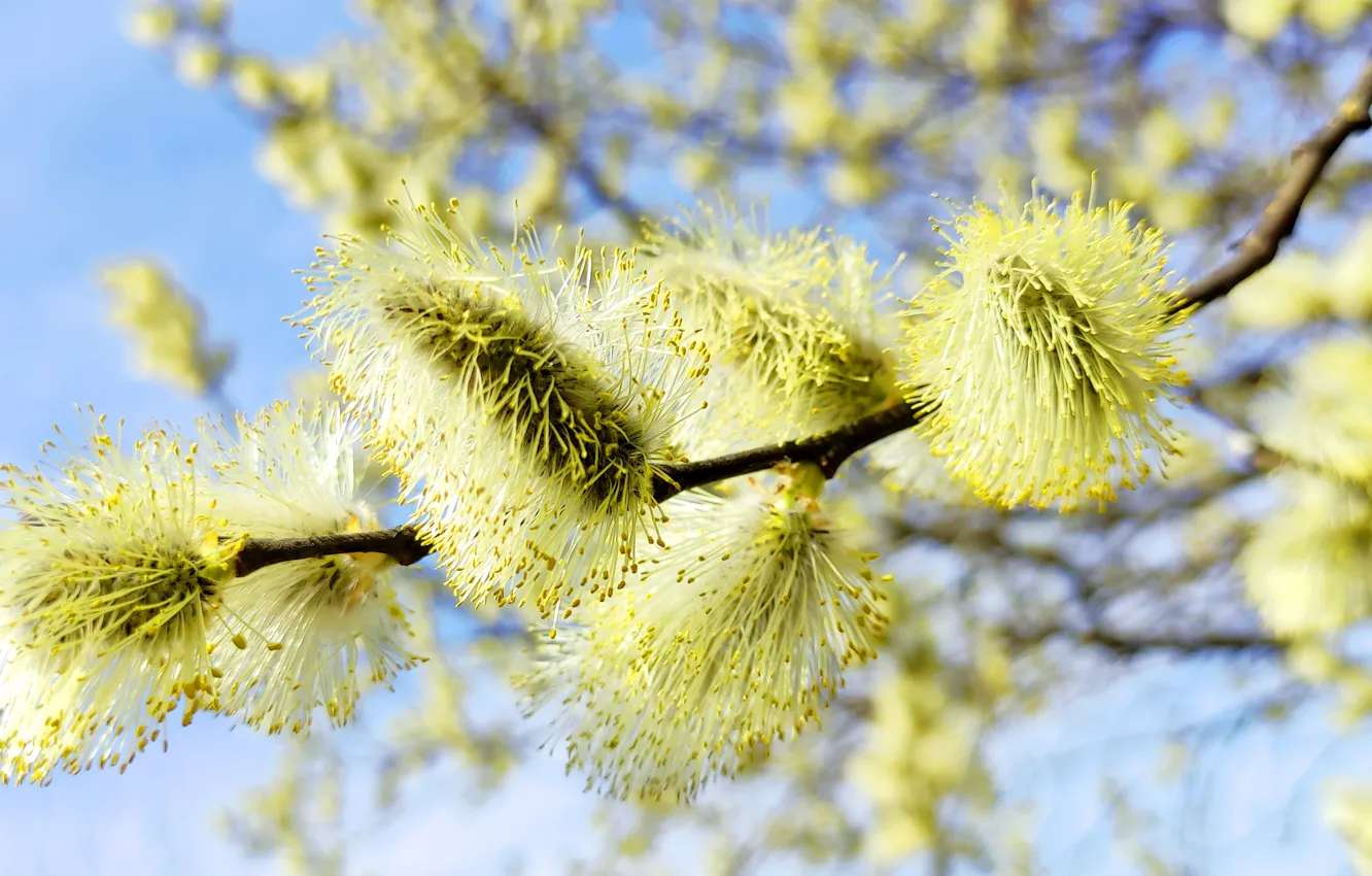 Photo wallpaper trees, flowers, nature, beauty, spring, Verba