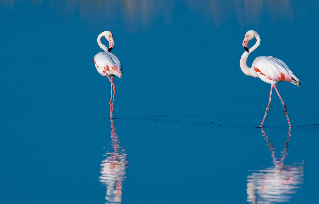 Photo wallpaper water, birds, reflection, two, Flamingo, blue
