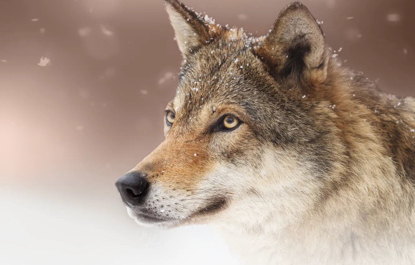 Photo wallpaper face, snow, wolf, predator, wolf