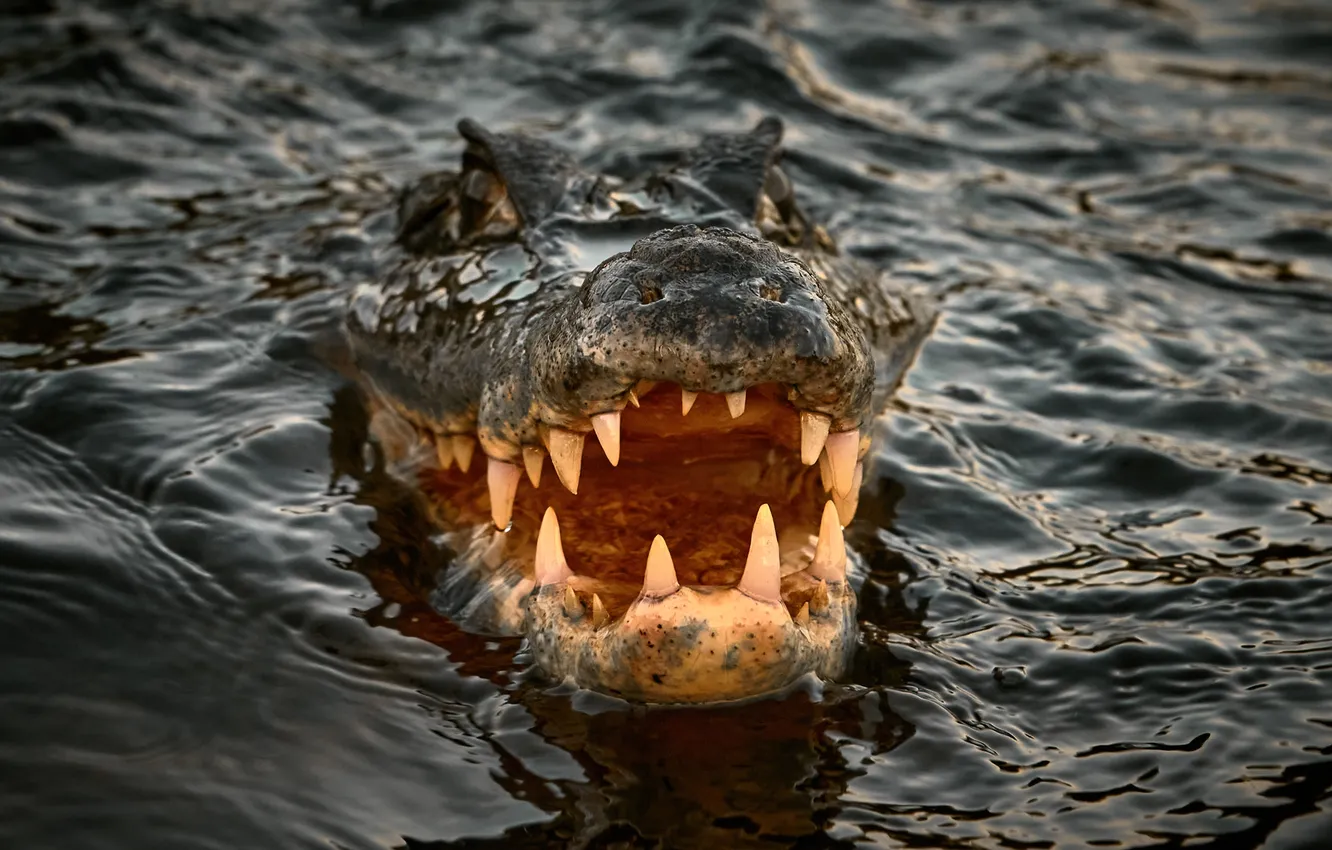 Photo wallpaper water, teeth, head, crocodile, mouth, Alexander Gil