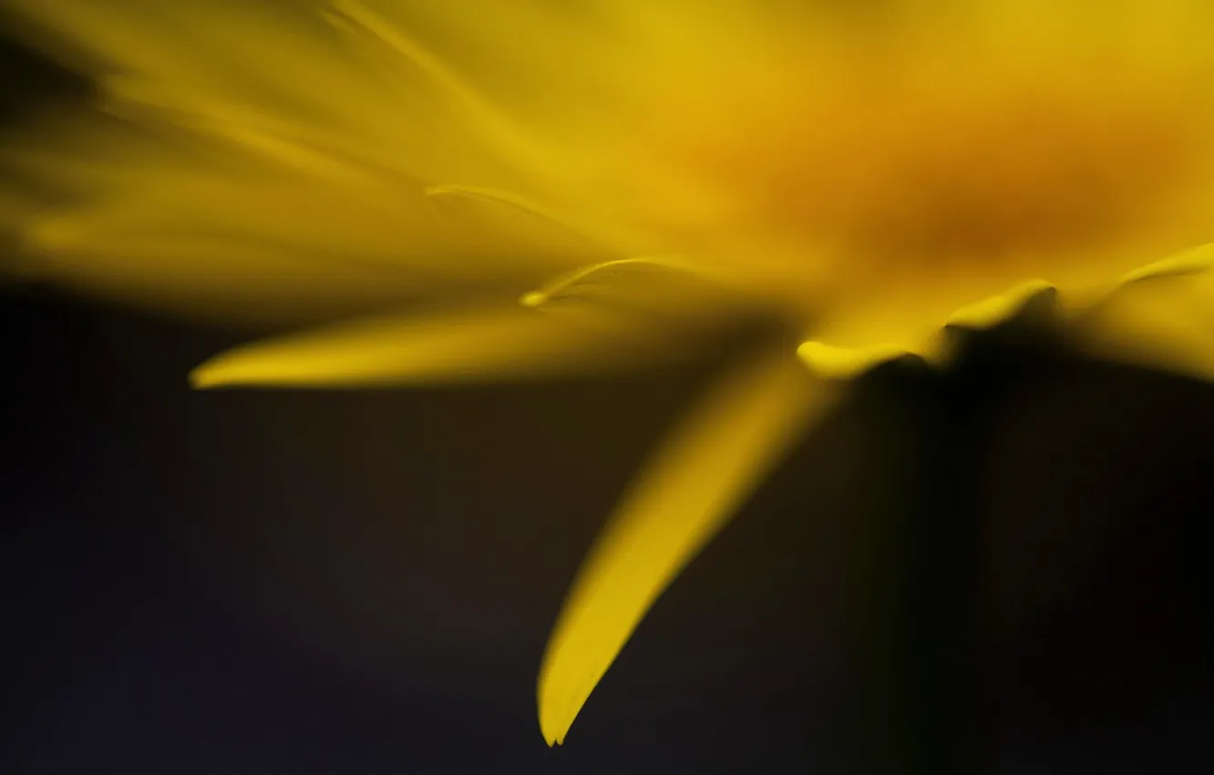 Photo wallpaper macro, flowers, background