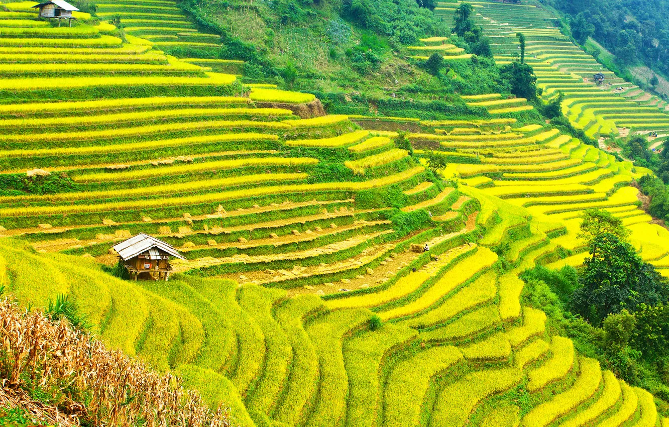 Photo wallpaper greens, mountains, field, slope, houses, plantation