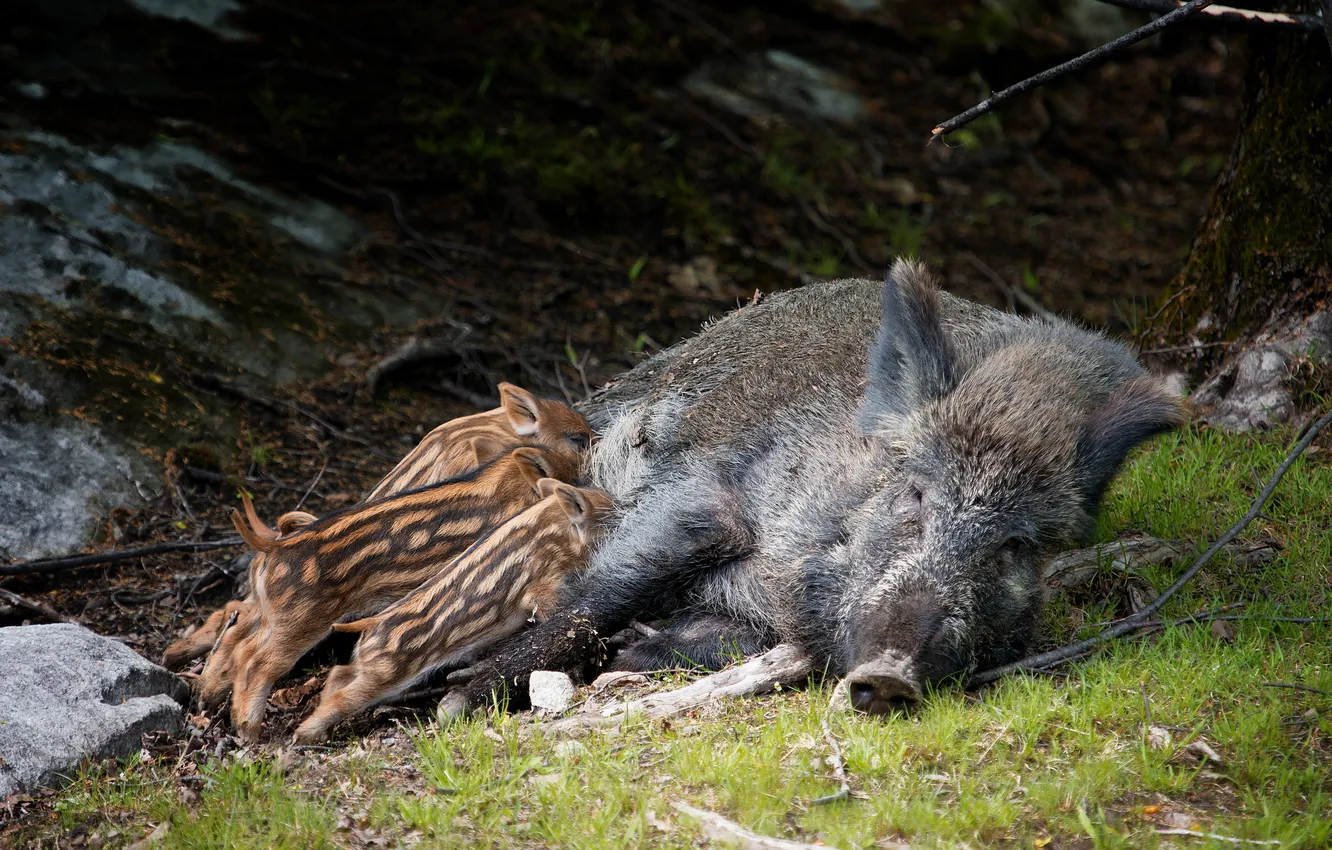 Photo wallpaper nature, life, boar