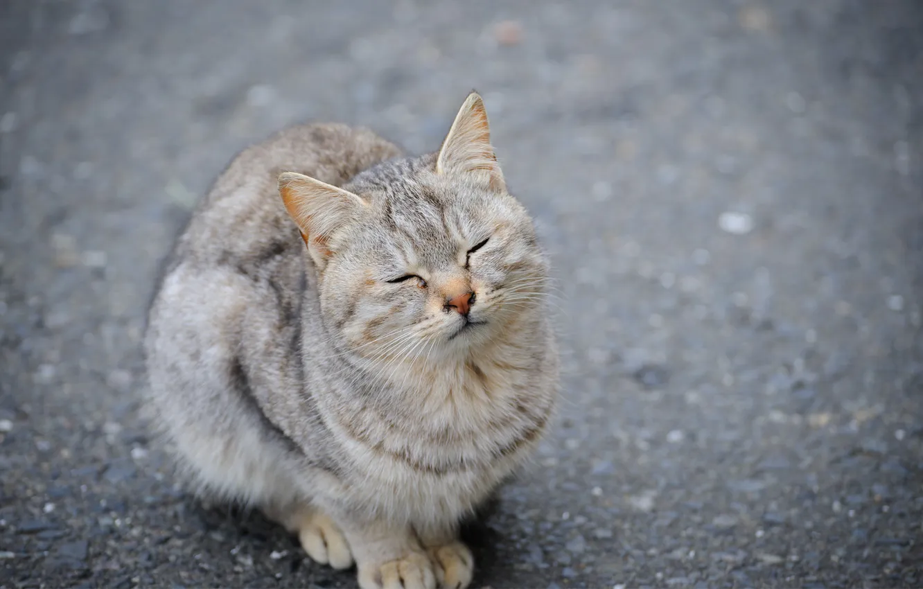 Photo wallpaper cat, cat, asphalt, he closed his eyes