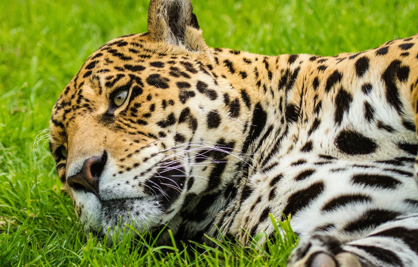 Photo wallpaper cat, face, Jaguar