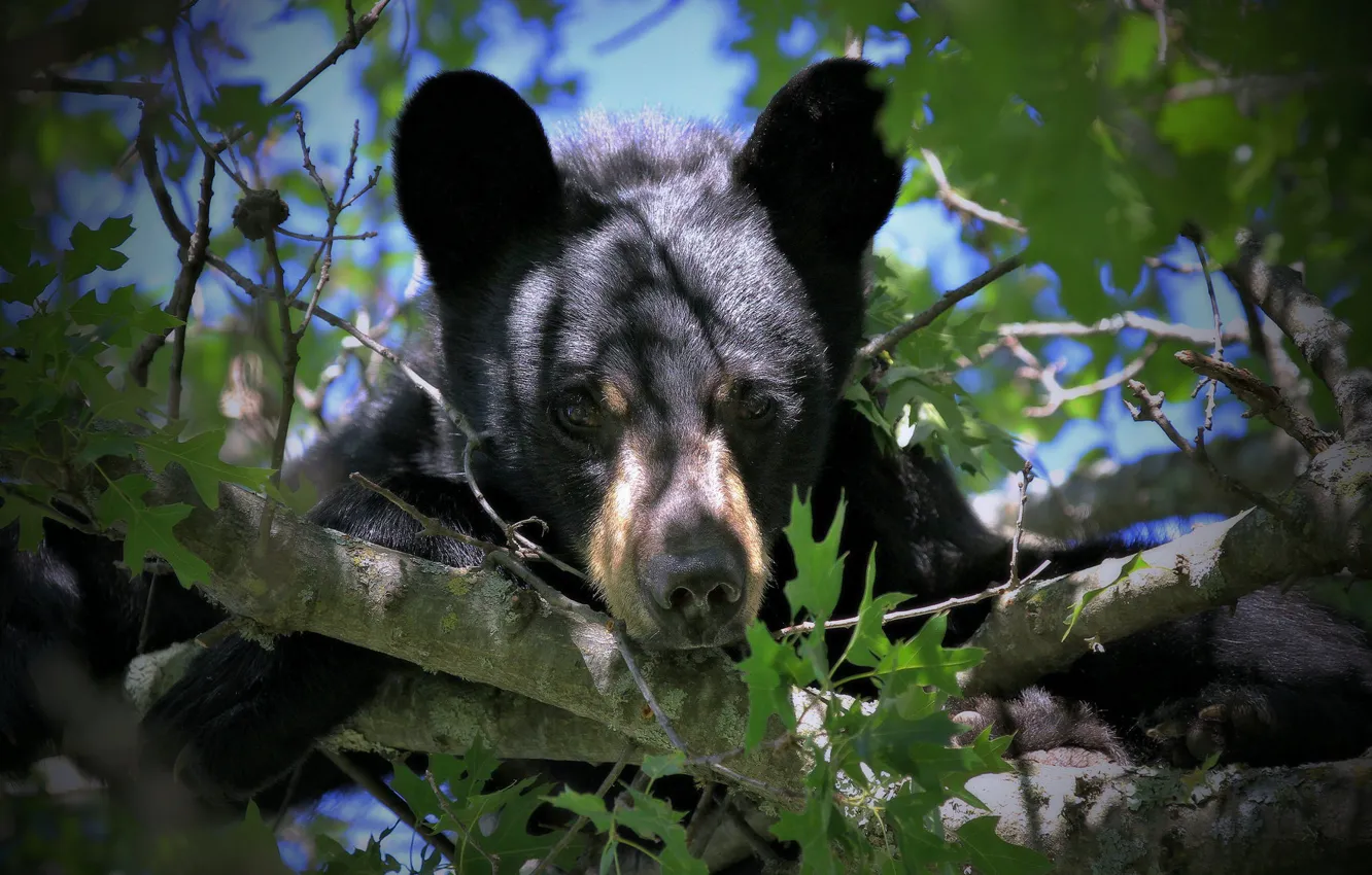 Photo wallpaper look, branches, bear, face, on the tree, Baribal, Black bear