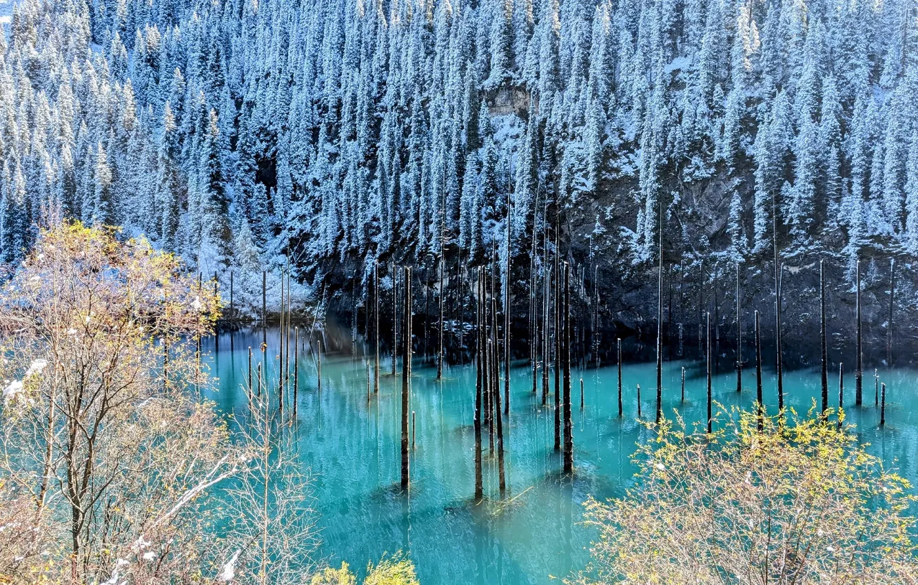 Photo wallpaper forest, trees, water, cold