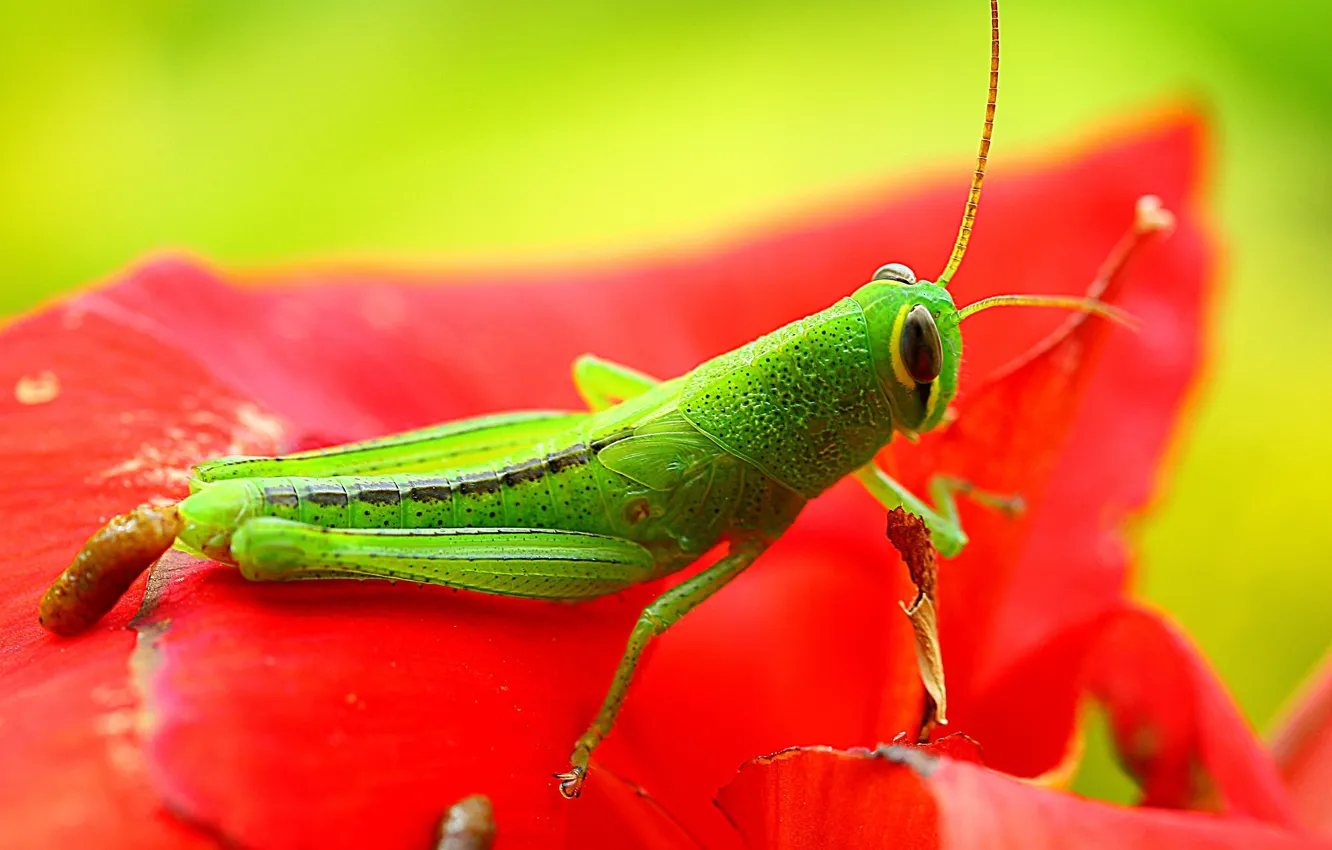 Photo wallpaper green, red, exoskeleton, flower, nature, eyes, wings, animal
