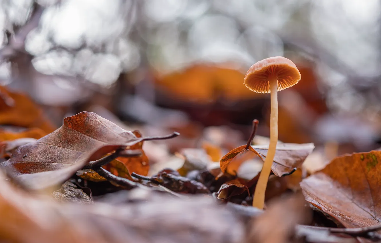 Photo wallpaper mushrooms, leaves, bokeh, autumn leaves, autumn