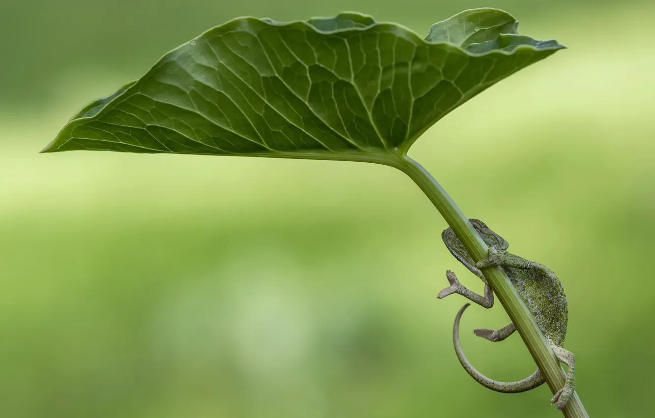 Photo wallpaper leaves, nature, lizard