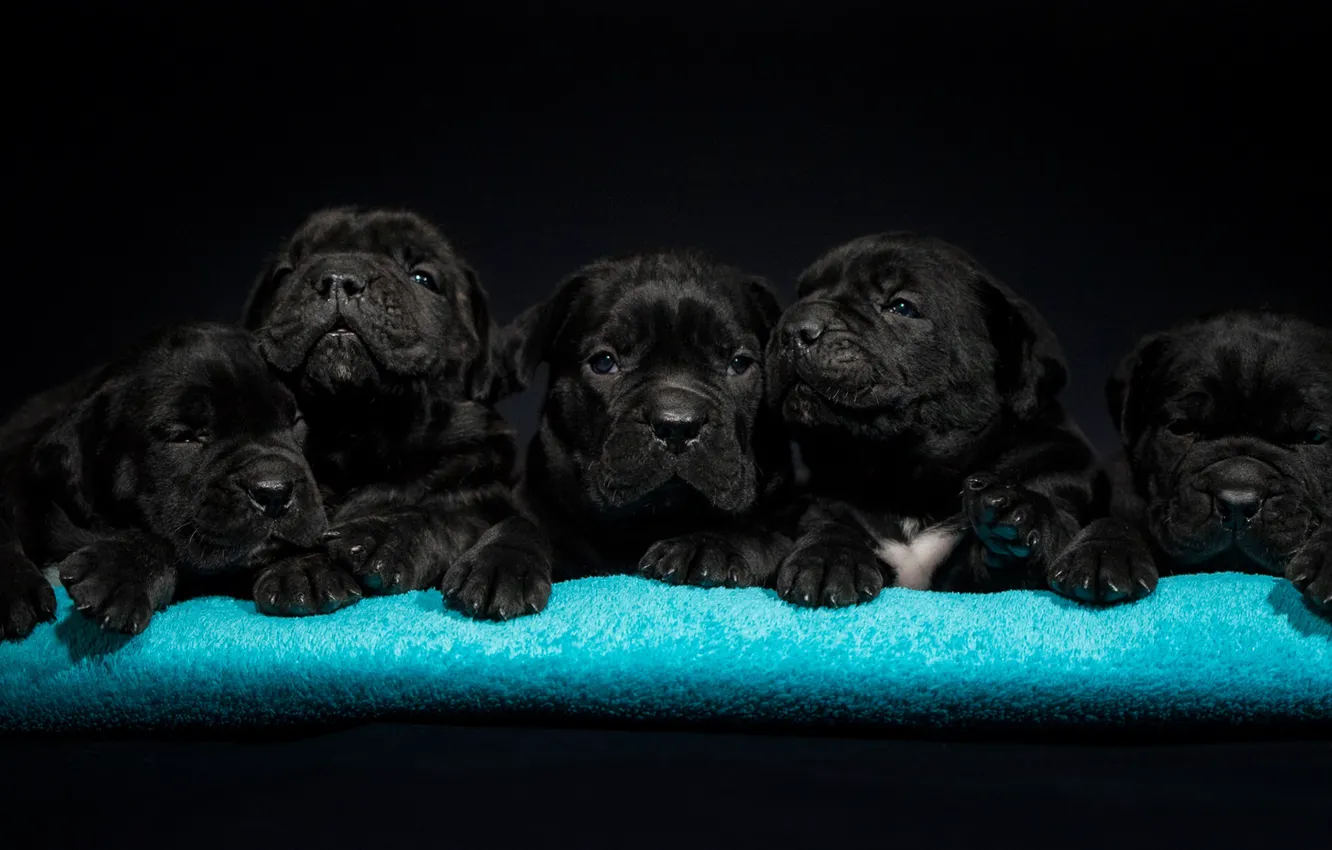 Photo wallpaper dog, baby, puppy, cane Corso