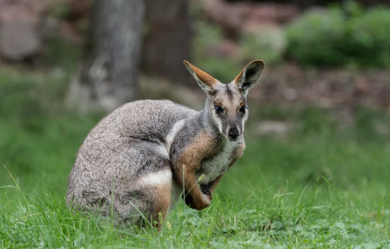 Photo wallpaper grass, nature, pose, glade, kangaroo, marsupials