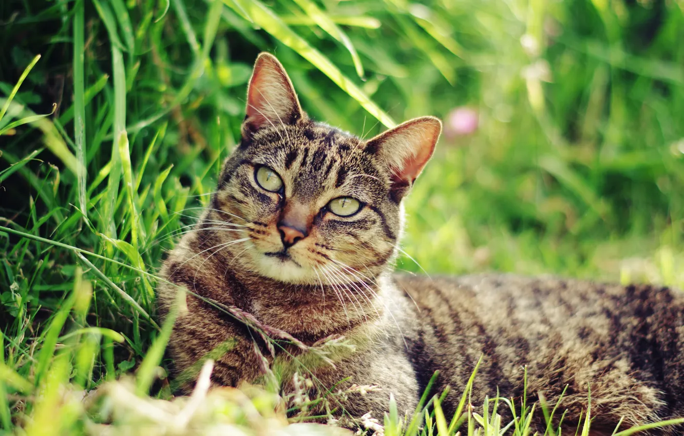 Photo wallpaper cat, mustache, face, Koshak, lies, weed, Tomcat