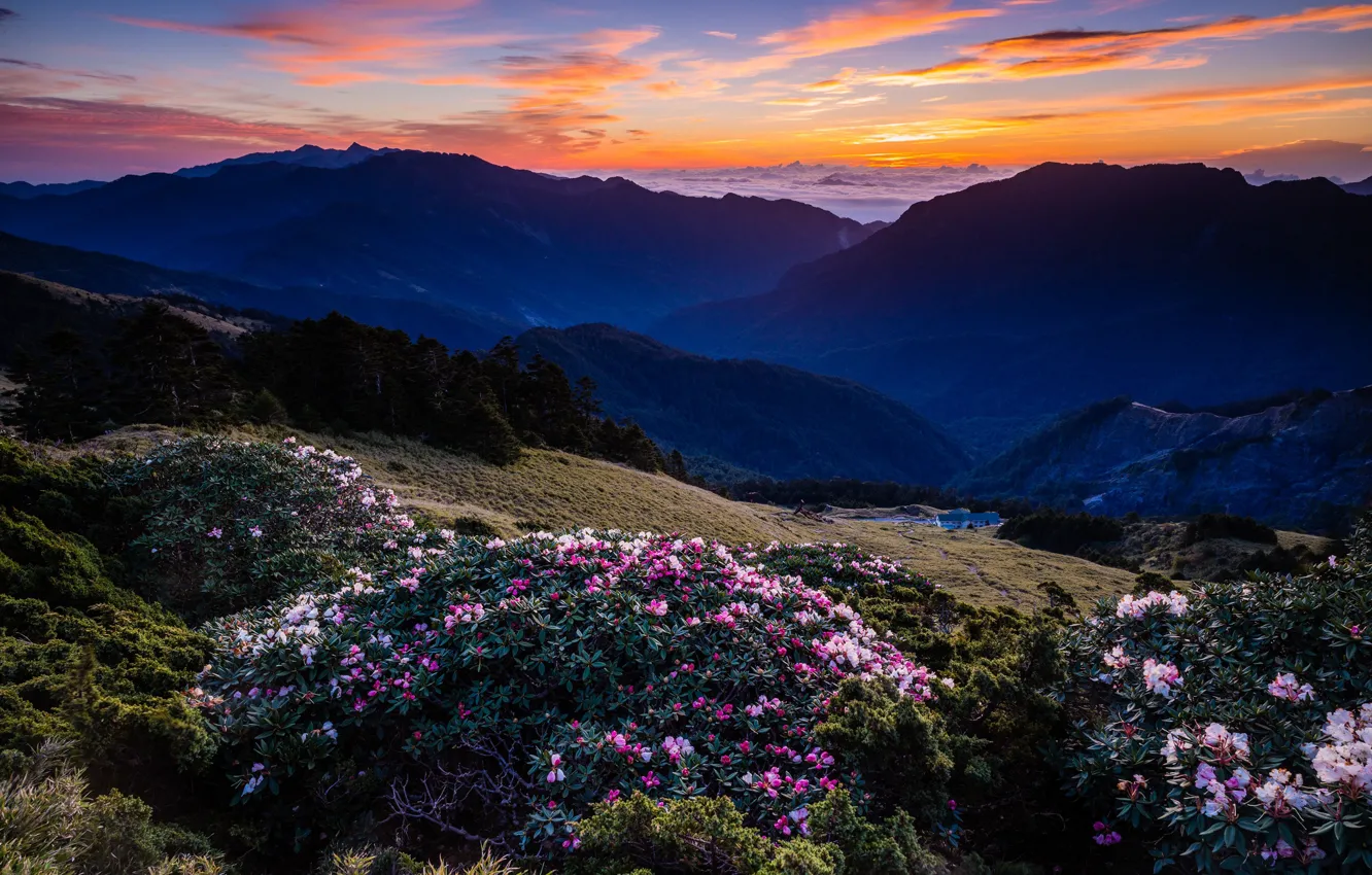 Photo wallpaper forest, the sky, clouds, landscape, sunset, flowers, mountains, nature
