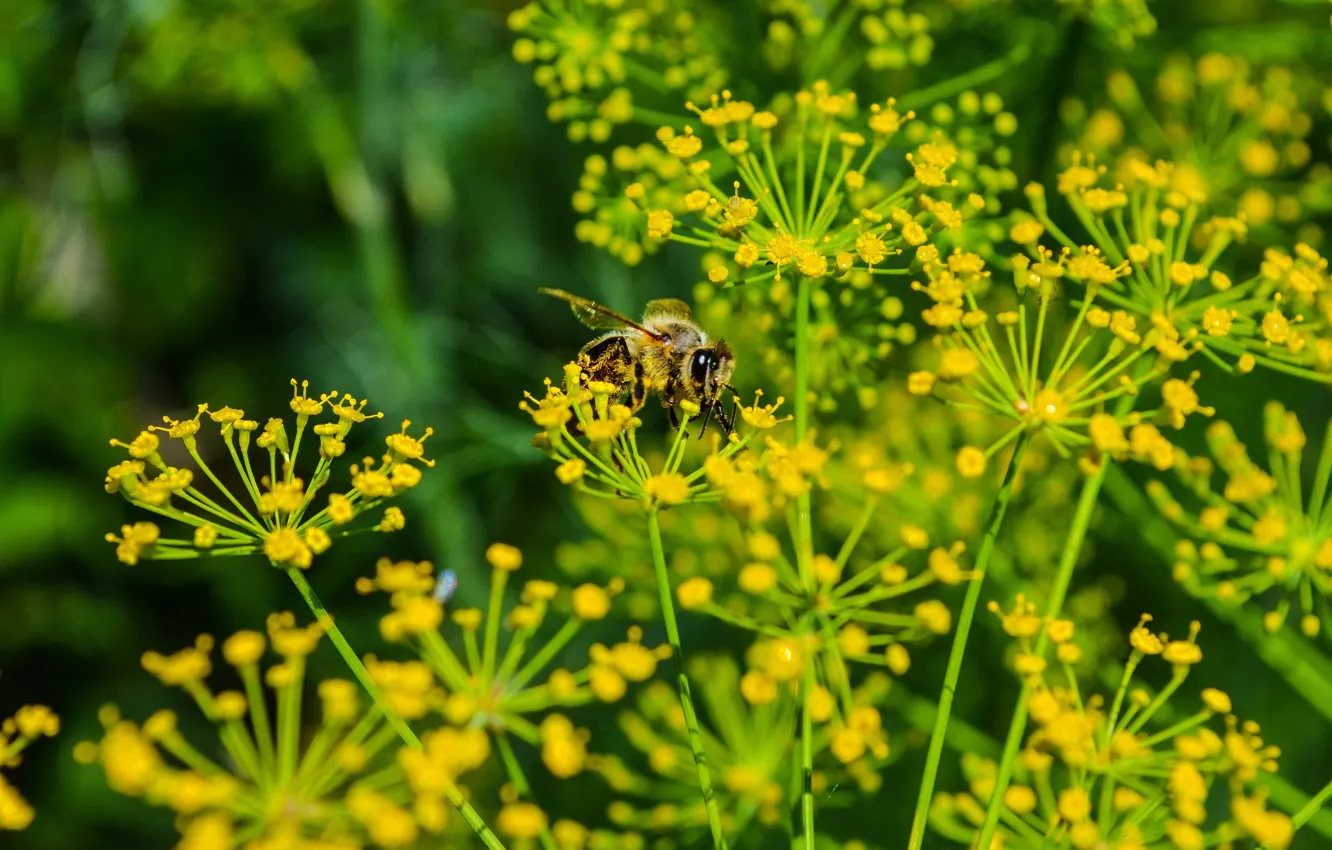 Photo wallpaper summer, macro, nature, green, bee, dill, insect, bee