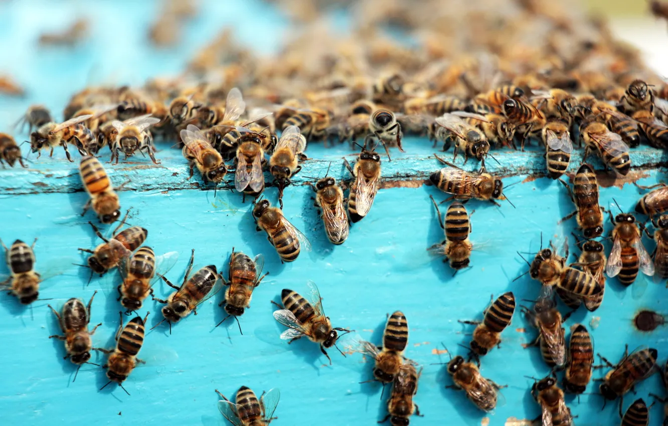 Photo wallpaper nature, beehive, bees