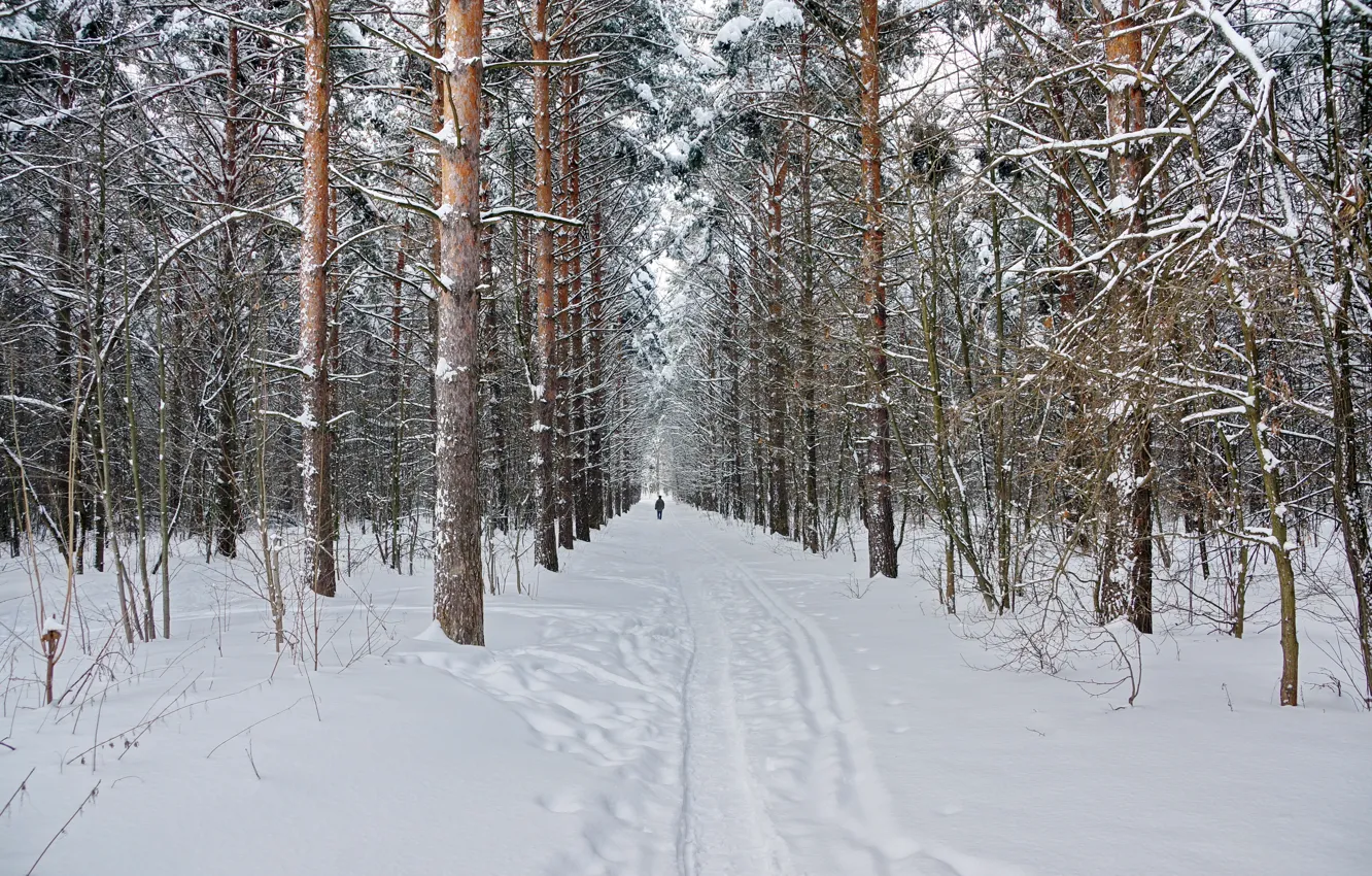 Photo wallpaper winter, forest, snow, nature, pine, Landscape