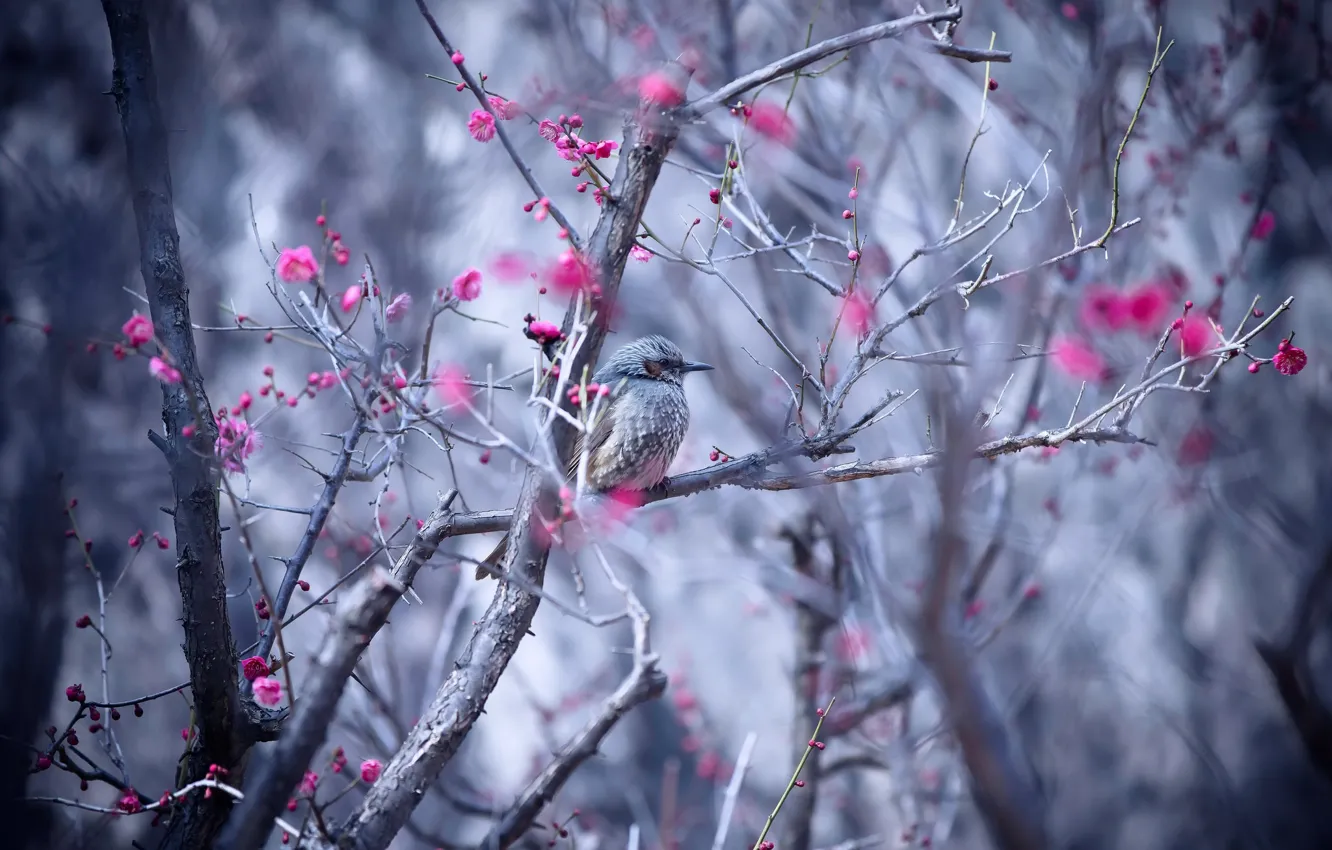 Photo wallpaper nature, tree, bird