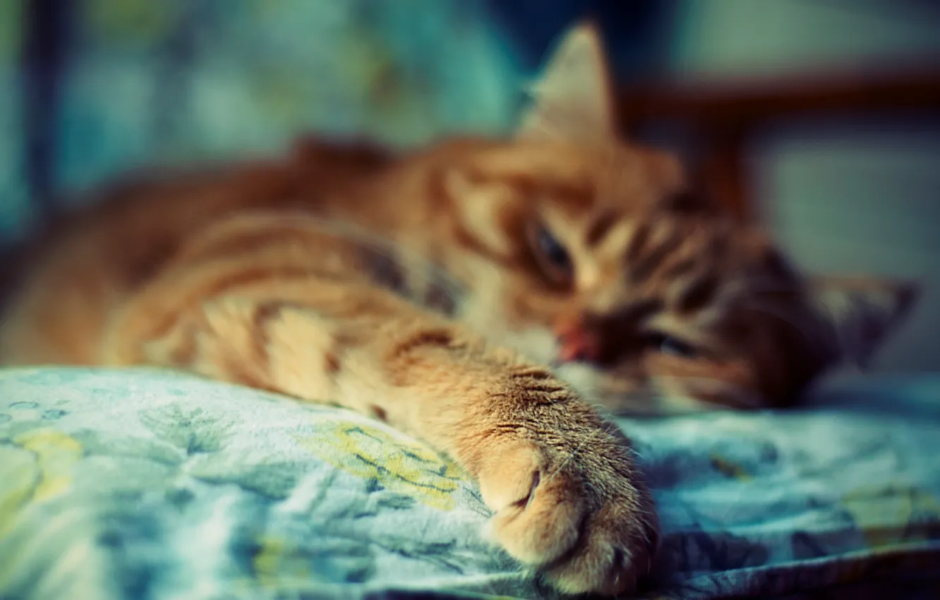 Photo wallpaper cat, color, photo, background, Wallpaper, bright, paws, blur