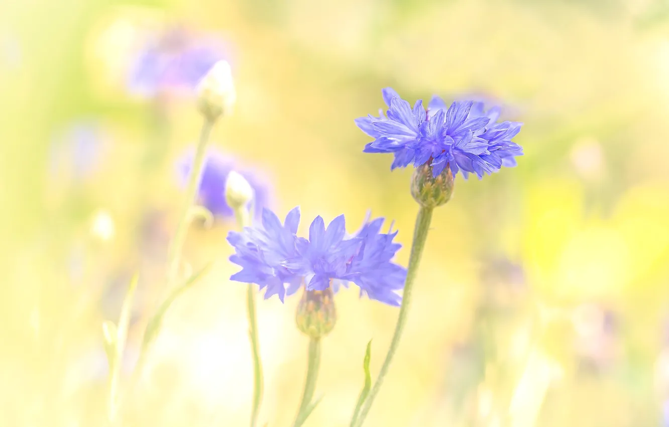 Photo wallpaper flowers, lilac, cornflowers