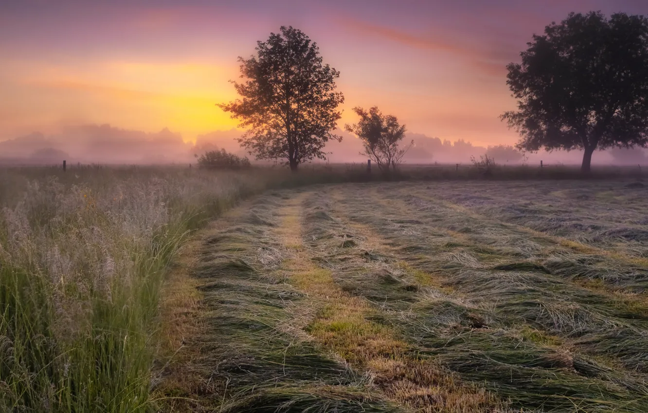 Photo wallpaper field, trees, fog, dawn, dal, morning, spikelets, hay