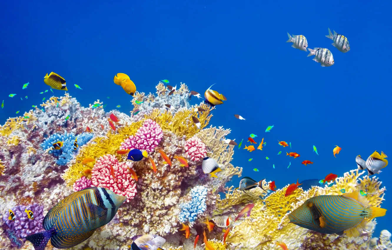 Photo wallpaper fish, the ocean, world, underwater world, underwater, ocean, fishes, tropical