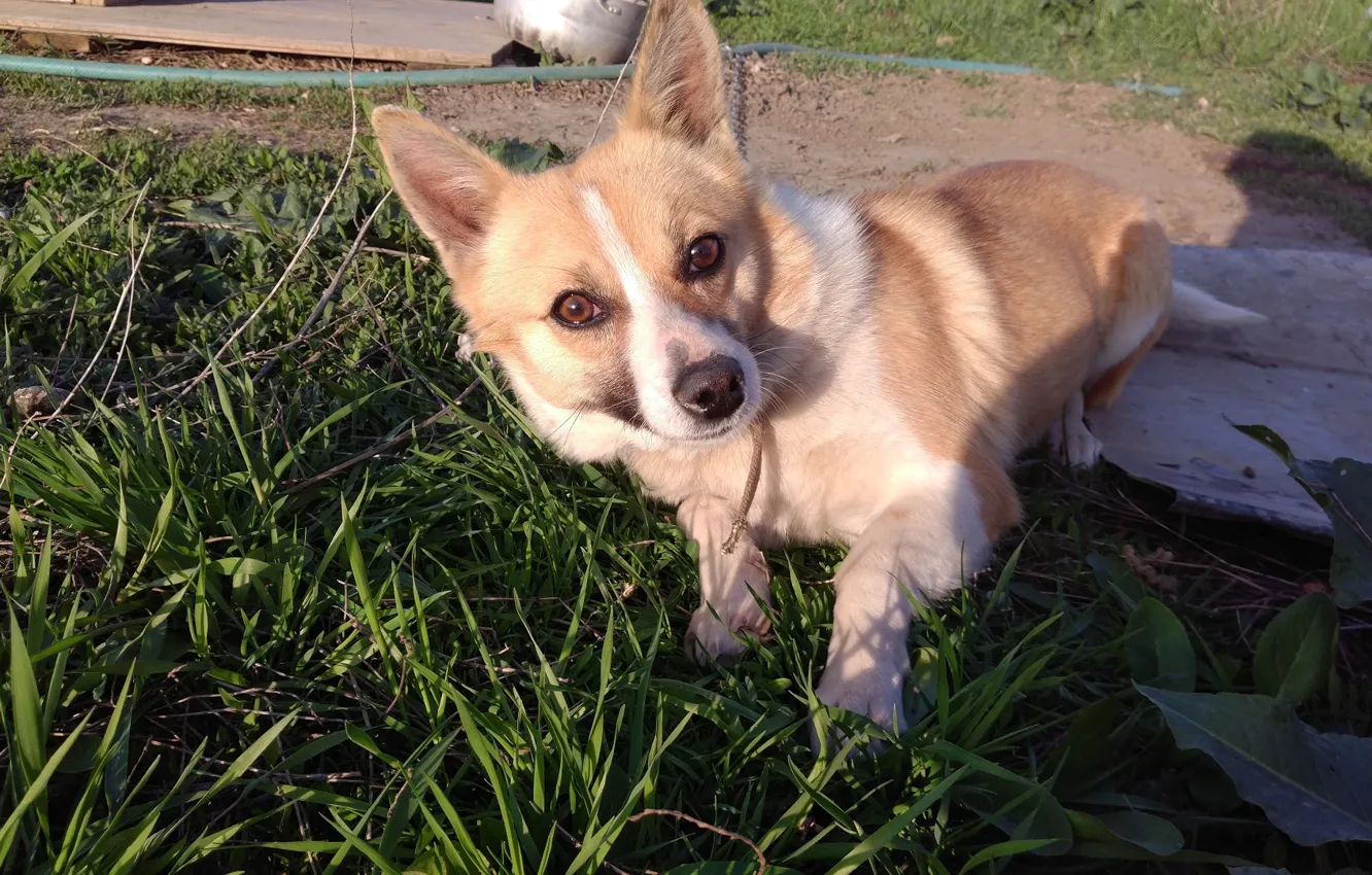 Photo wallpaper grass, look, dog, April, spring 2018, Meduzanol ©