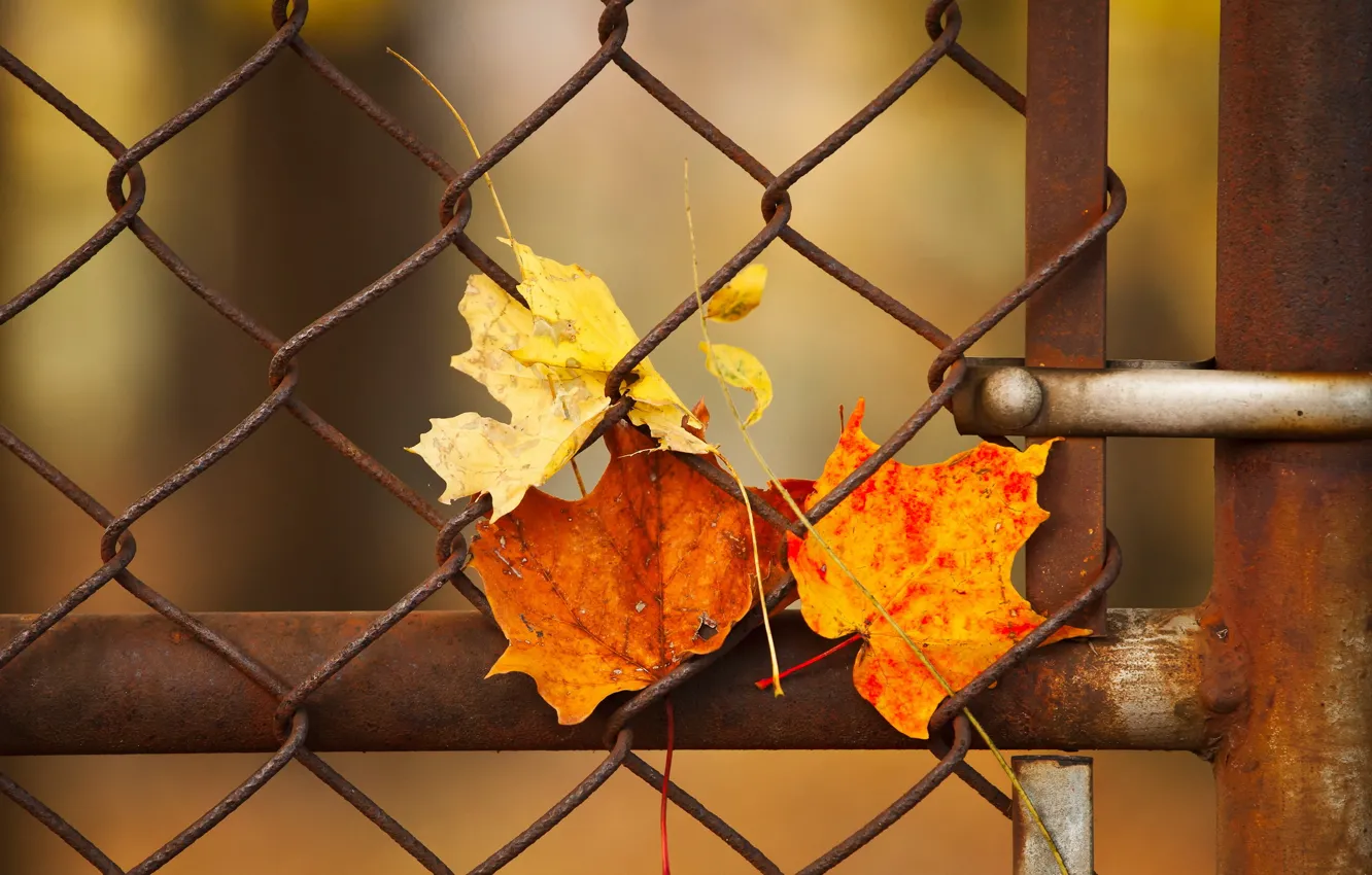 Photo wallpaper leaves, macro, the fence