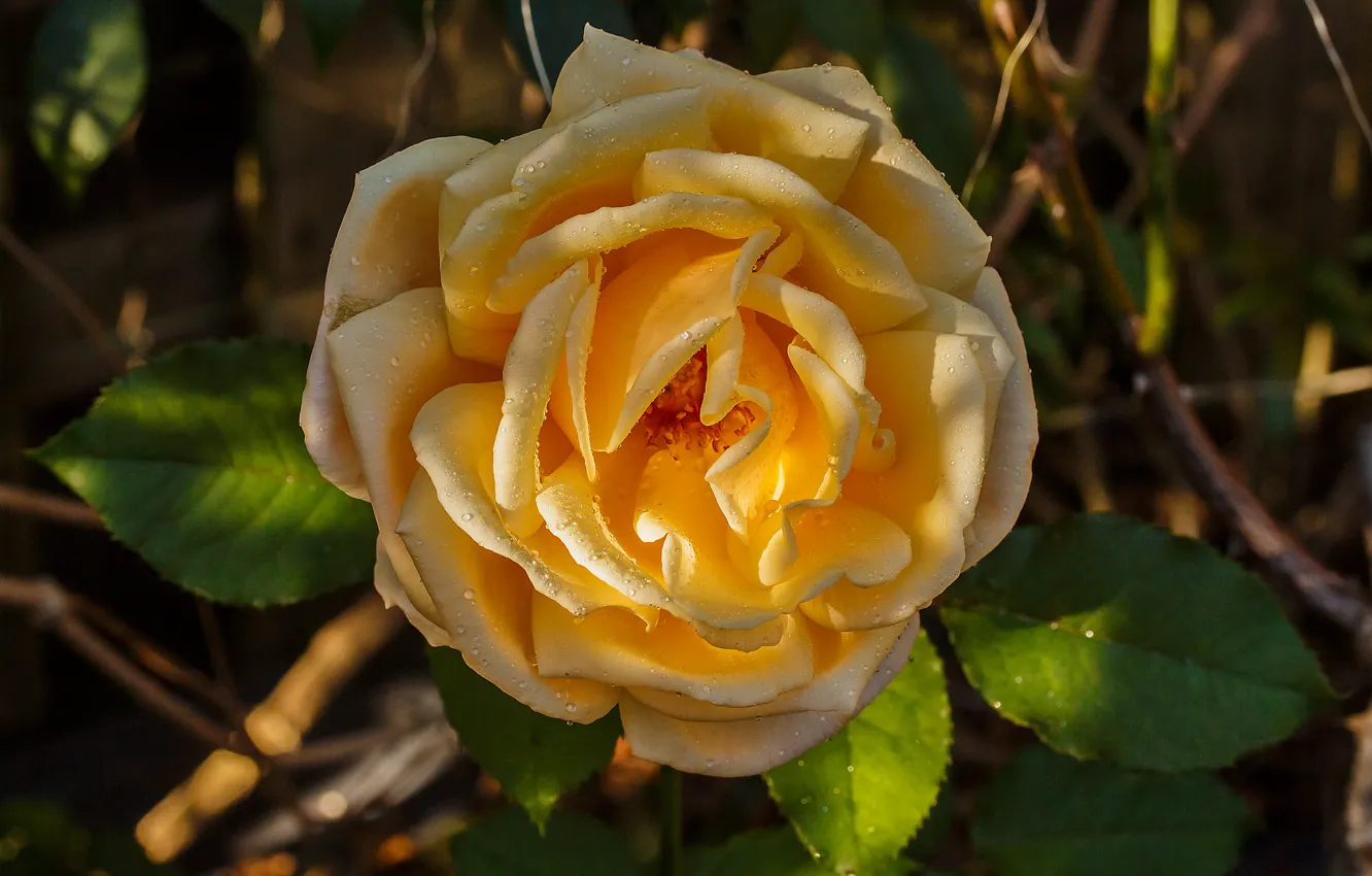 Photo wallpaper rose, Bud, yellow rose
