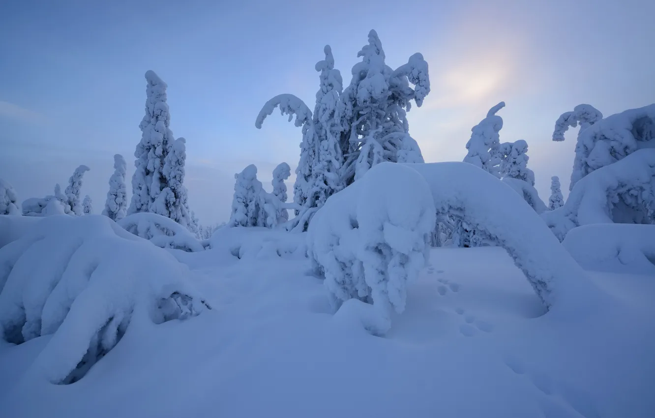 Photo wallpaper winter, snow, trees, traces, the snow, Finland, Lapland