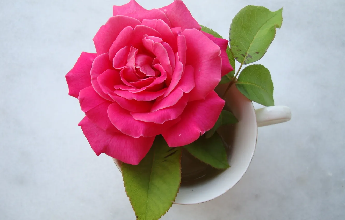 Photo wallpaper leaves, background, roses, Cup, pink