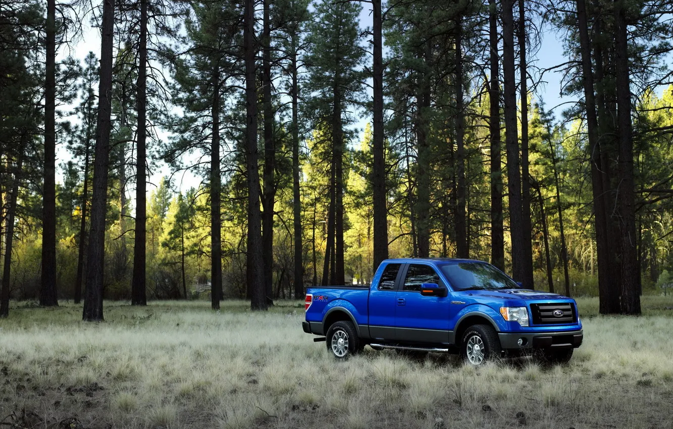 Photo wallpaper forest, glade, pickup
