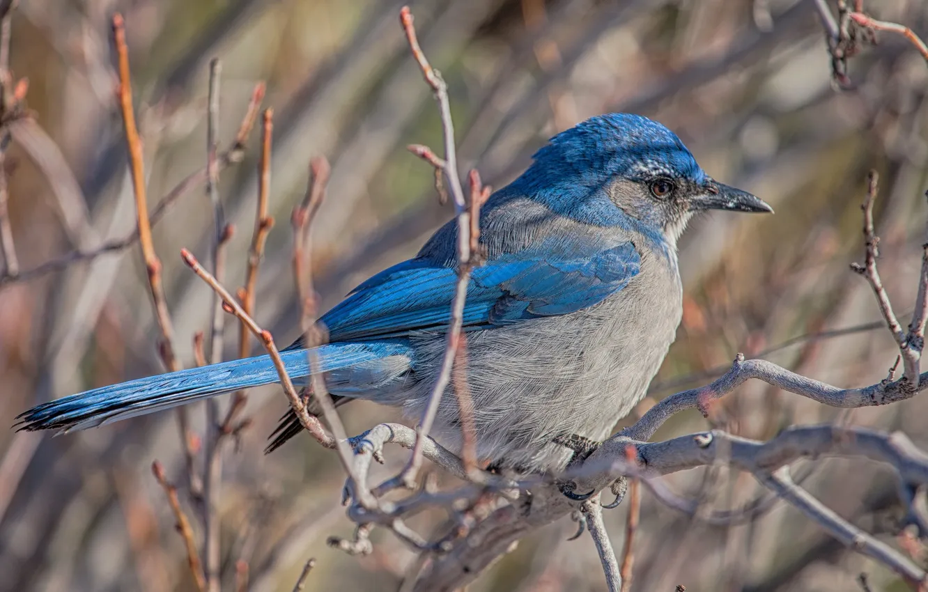 Photo wallpaper branches, bird, beak, tail
