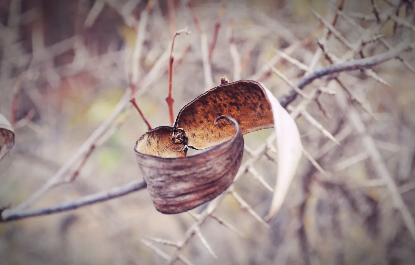 Photo wallpaper autumn, leaves, branches