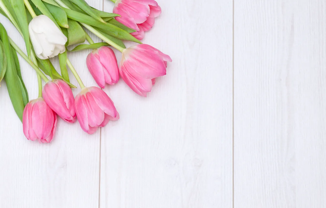 Photo wallpaper white, background, tulips, pink
