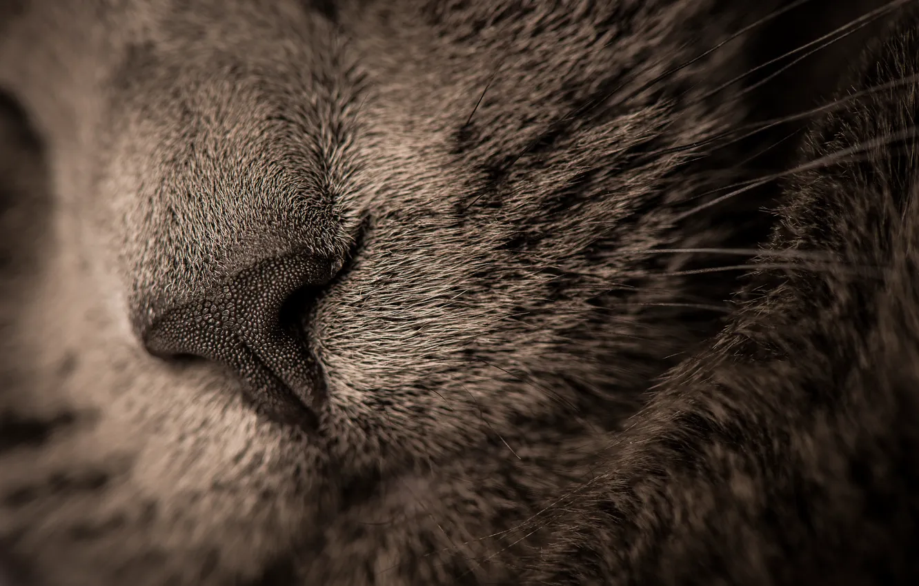 Photo wallpaper cat, face, macro, Koshak, Tomcat