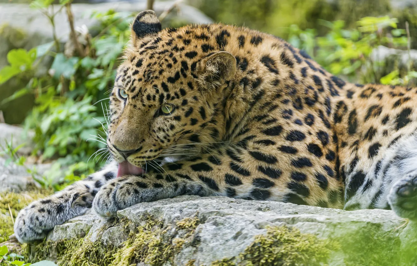 Photo wallpaper language, cat, stone, leopard, washing, Amur, ©Tambako The Jaguar
