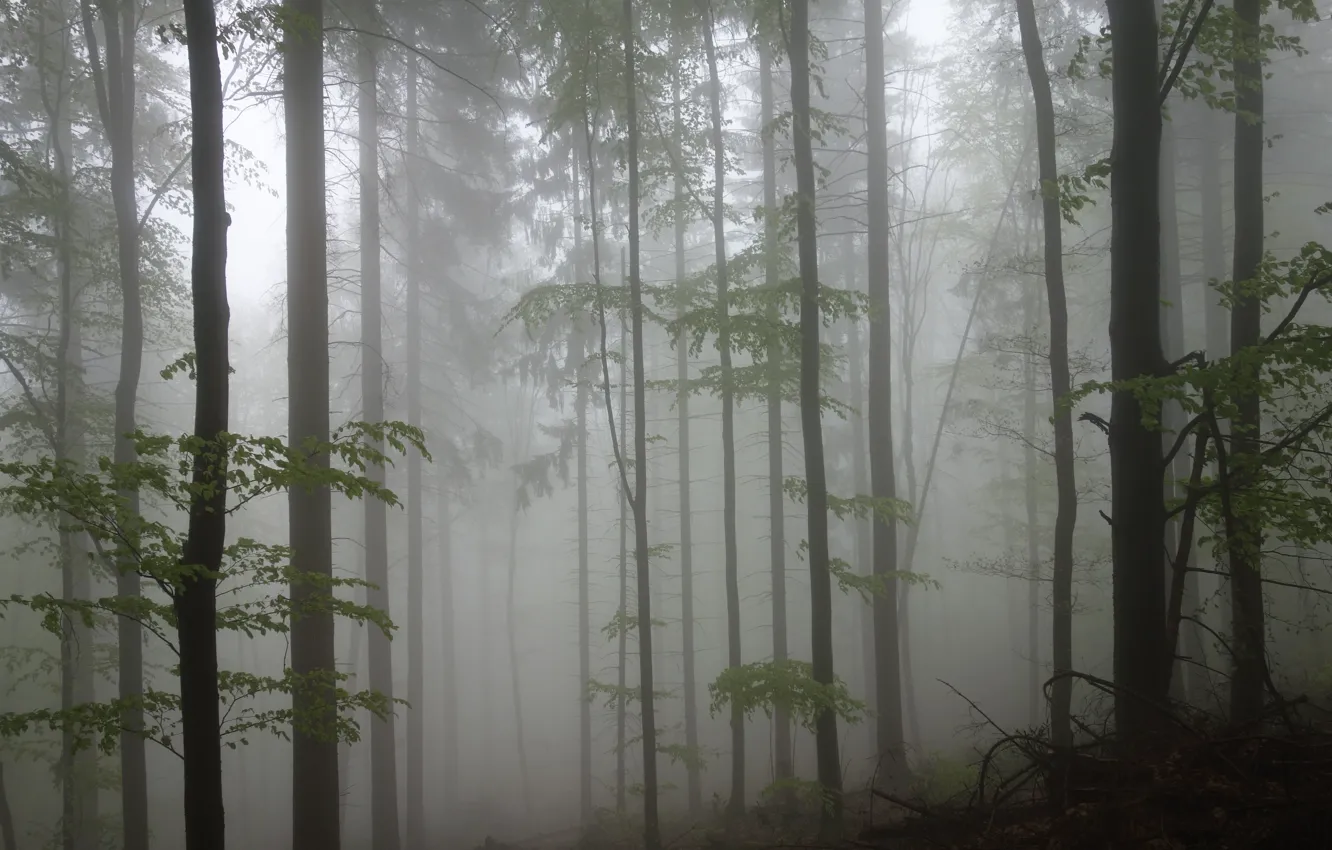 Photo wallpaper forest, trees, nature, fog