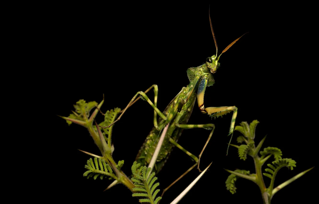 Photo wallpaper look, macro, pose, green, legs, plants, mantis, alien