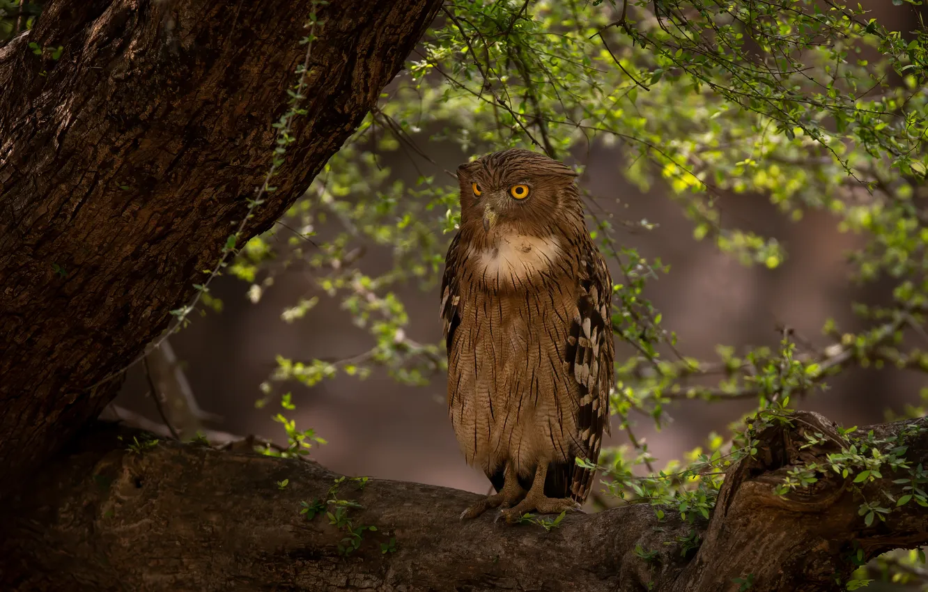 Photo wallpaper trees, branches, owl, bird, owl, Nikolai Mozgunov